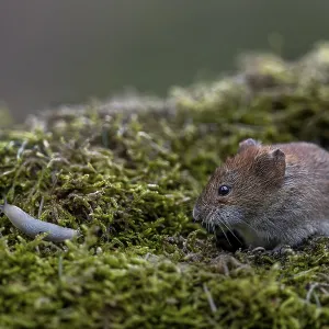 Encounter between a bank vole (Myodes glareolus) and a nudibranch