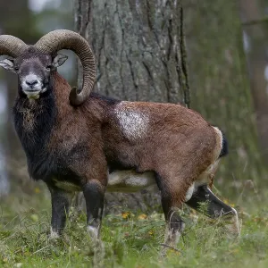 Encounter with a mouflon ram (Ovis gmelini) in October