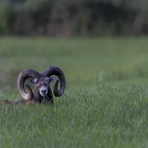 Encounter with a mouflon ram (Ovis gmelini) resting in a meadow in the late evening