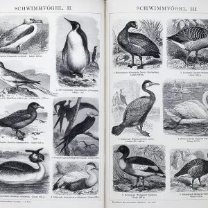 Encyclopaedia page with illustrated plate of swimming birds Encyclopaedia page with illustrated plate of swimming birds