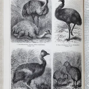 Encyclopaedia page with picture plate Ostriches Encyclopaedia page with picture plate Ostriches