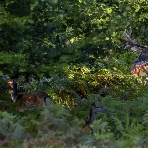 At the end of September, mature fallow deer (Dama dama) seek contact with the fallow deer