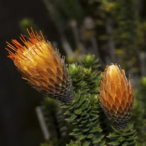 Endemic Chuquiraga plant, Chuquiraga jussieui