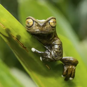 Endemic neotropical frog Tapichalaca Torrenteer (Hyloscirtus Tapichalaca)