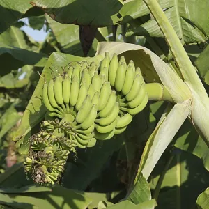 English Name Banana Botanical Name Musa paradisiaca English Name Banana Botanical Name Musa paradisiaca