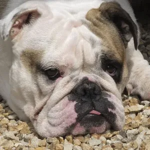 English Bulldog, English Bulldog English Bulldog, English Bulldog