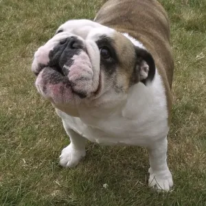 English Bulldog Print: Female on the Lawn, Normandy English Bulldog Print: Female on the Lawn, Normandy