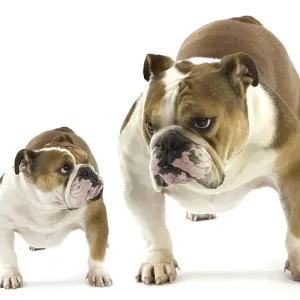 English Bulldog, Female against White Background Print English Bulldog, Female against White Background Print