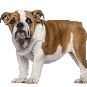 English Bulldog puppy (3 months old)