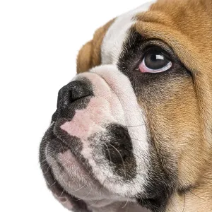English Bulldog puppy (3 months old)