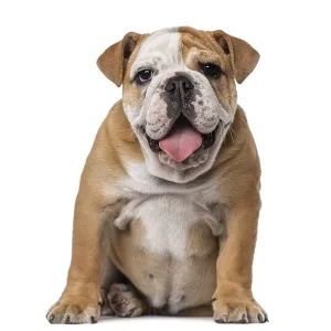 English Bulldog puppy (4 months old)