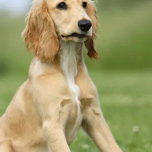 English Cocker Spaniel, 5 months
