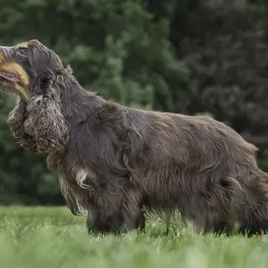 English Cocker Spaniel (Canis lupus familiaris) in garden English Cocker Spaniel (Canis lupus familiaris) in garden