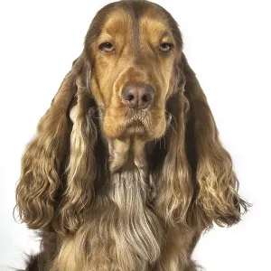 English Cocker Spaniel dog (Canis lupus familiaris) close up portrait against white background English Cocker Spaniel dog (Canis lupus familiaris) close up portrait against white background