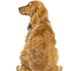 English Cocker Spaniel sitting in front of white background