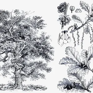 English oak (Quercus pedunculata)