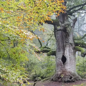 English oak (Quercus robur) in Urwald Sababurg