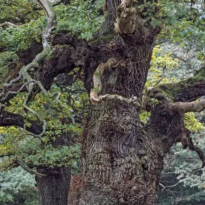 English Oak a tree named Majesty Oak with a circumference of 12 English Oak a tree named Majesty Oak with a circumference of 12