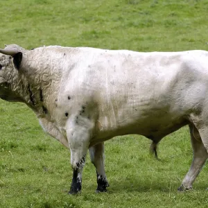 English park cattle, bull, bull