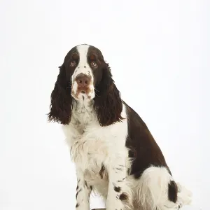 English Springer Spaniel English Springer Spaniel