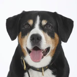 Entlebuch Mountain Dog