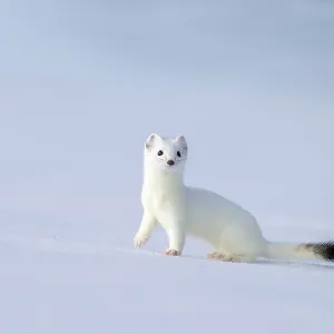 Ermine in Winter Fur Print, Eggen, Austria Ermine in Winter Fur Print, Eggen, Austria