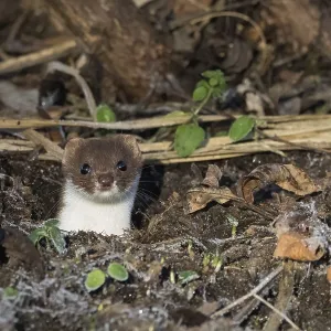 An ermine (Mustela erminea) looks out of its den