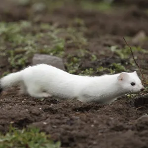 Ermine, Mustela verminea, hunting