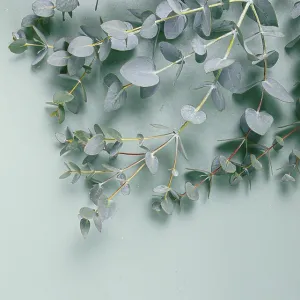Eucalyptus branch, on a pale green background Eucalyptus branch, on a pale green background