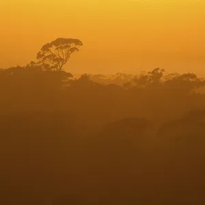 Eucalyptus forest in the evening light Eucalyptus forest in the evening light