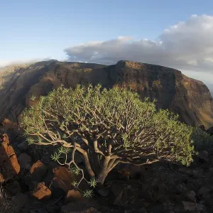 Euphorbia, Valle Gran Rey, La Gomera Euphorbia, Valle Gran Rey, La Gomera