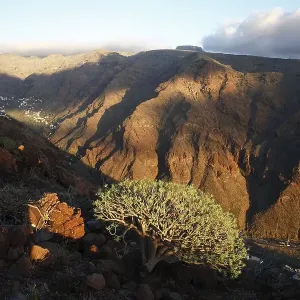 Euphorbia, Valle Gran Rey, La Gomera Euphorbia, Valle Gran Rey, La Gomera