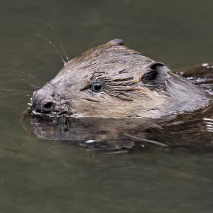 Eurasian beaver, European beaver (Castor fiber)