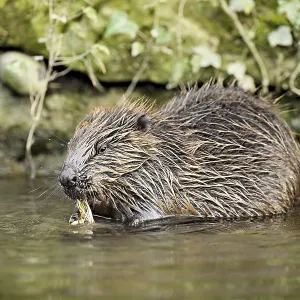 Eurasian beaver, European beaver (Castor fiber)
