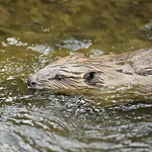 Eurasian beaver, European beaver (Castor fiber)