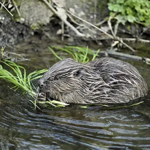 Eurasian beaver, European beaver (Castor fiber)