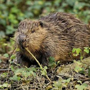 Eurasian beaver, European beaver (Castor fiber)