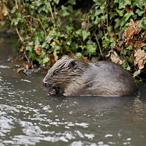Eurasian beaver, European beaver (Castor fibre)