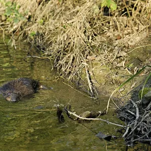 Eurasian beaver, European beaver (Castor fibre)