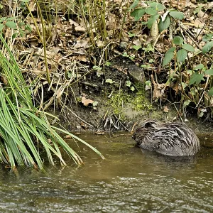 Eurasian beaver, European beaver (Castor fibre)