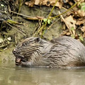 Eurasian beaver, European beaver (Castor fibre)