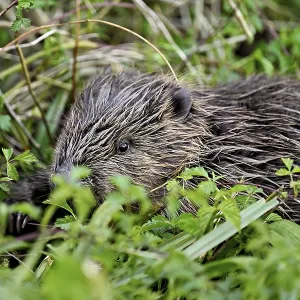 Eurasian beaver, European beaver (Castor fibre)