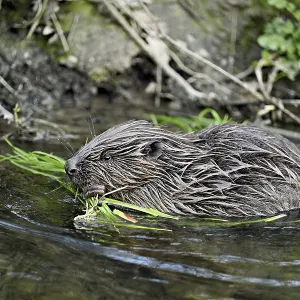 Eurasian beaver, European beaver (Castor fibre)