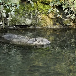 Eurasian beaver, European beaver (Castor fibre)