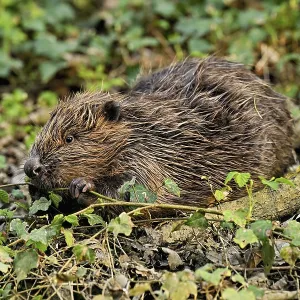 Eurasian beaver, European beaver (Castor fibre)