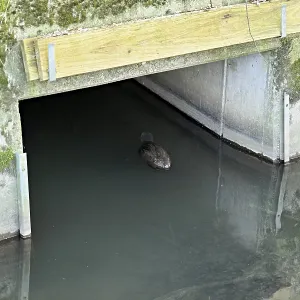 Eurasian beaver, European beaver (Castor fibre)