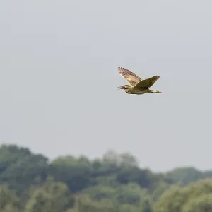 The Eurasian bittern or great bittern (Botaurus stellaris) in flight The Eurasian bittern or great bittern (Botaurus stellaris) in flight