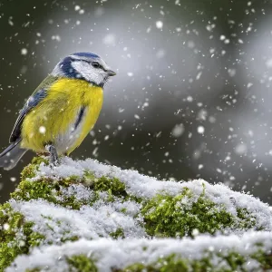Eurasian blue tit (Cyanistes caeruleus) Eurasian blue tit (Cyanistes caeruleus)