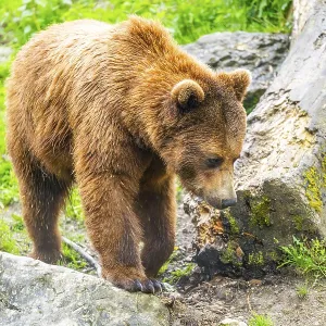 Eurasian brown bear (Ursus arctos arctos) in a forest