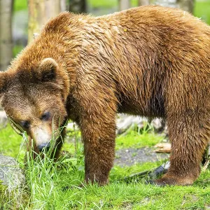 Eurasian brown bear (Ursus arctos arctos) in a forest